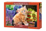 puzzle-500-el-ginger-kitten