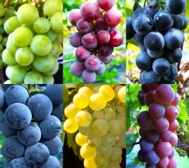 komplet-6-ciu-odmian-winorosli-vitis-w-doniczkach-p9-40-60-cm