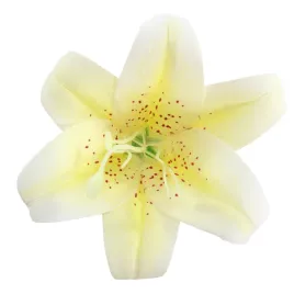 lilijka-wyr-gumowana-cytrynowa-12-szt-sp
