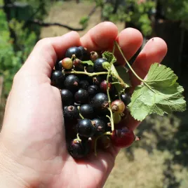 porzeczka-czarna-triton-sadzonki-polska-odmiana-duze-owoce-mniej-opryskow