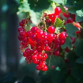 porzeczka-czerwona-jonkheer-van-tets-ulubienica-krolewskich-ogrodow