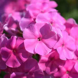 floks-plomyk-wiechowaty-opening-act-ultrapink-sadzonki-intensywnie-rozow