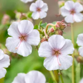 bodziszek-biokovo-sadzonka-urocza-bylina-okrywowa-bialo-rozowe-kwiaty