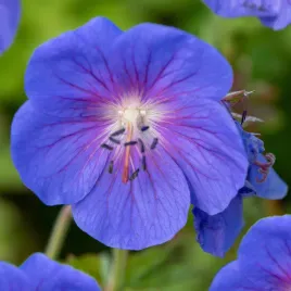 bodziszek-baby-blue-sadzonka-niska-bylina-okrywowa-o-niebieskich-kwiatac
