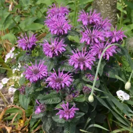 pysznoglowka-ogrodowa-laeding-lady-plum-sadzonka-monarda-miniaturowa