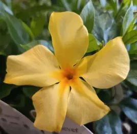 wiosna-sundaville-sundavilla-dipladenia-gold-zolty