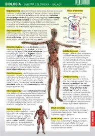 sciagawka-biologia-budowa-czlowieka-uklady