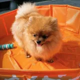 the-swim-essentials-basen-chlodzacy-dla-psa-80-cm-bonebash-orange-stan-opakowania-oryginalne