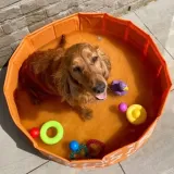 the-swim-essentials-basen-chlodzacy-dla-psa-80-cm-bonebash-orange-stan-nowy-stan-opakowania-oryginalne