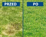 wertykulator-aerator-1800w-powerplus-powxg7516-rodzaj-aerator-wertykulator