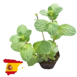 mieta-hiszpanska-orzezwiajacy-aromat-sadzonka-miety-w-doniczce-ziola