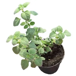 kocimietka-pepperina-miododajna-aromatyczne-ziolo-bylina-dla-kota-do-kuchni