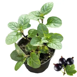 mieta-porzeczkowa-blackcurrant-sadzonka-miety-w-doniczce-aromatyczna-swieza