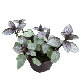 mieta-pieprzowa-czarna-ciemna-nigra-sadzonka-w-doniczce-intensywny-zapach