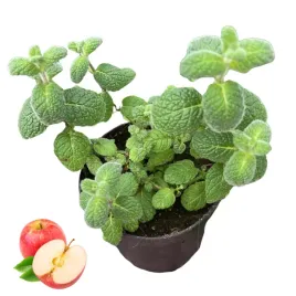 mieta-jablkowa-slodki-zapach-do-deserow-drinkow-wody-lodow-sadzonka-miety