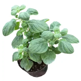 kocimietka-dla-kota-kalaminta-kocimietkowata-calamintha-nepeta-bylina-ziolo