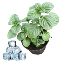 mieta-iceberg-lodowa-mocno-orzezwiajaca-do-drinkow-wody-sadzonka-miety