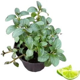 mieta-limonkowa-ziola-sadzonka-w-doniczce-do-wody-drinkow-orzezwiajaca
