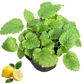 melisa-lekarska-ziolo-sadzonka-w-doniczce-cytrynowa-intensywny-zapach