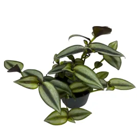 trzykrotka-pasiasta-fioletowa-trojbarwna-tradescantia-purple-zebrina