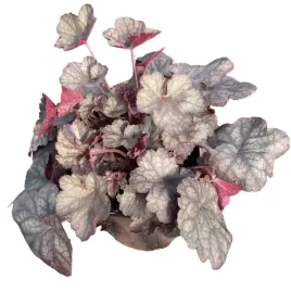 zurawka-wieloletnia-fioletowa-zylkowana-ozdobne-liscie-kwinaca-heuchera