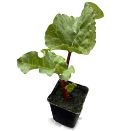 rabarbar-malinowy-slodki-bylina-zimujacy-sadzonka-w-doniczce-wieloletni