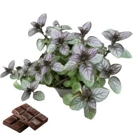 mieta-czekoladowa-w-doniczce-do-deserow-ciast-sosow-lodow-sadzonka-miety