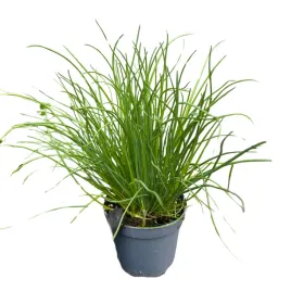 szczypior-cebula-siedmiolatka-sadzonka-w-doniczce-szczypiorek-wieloletni