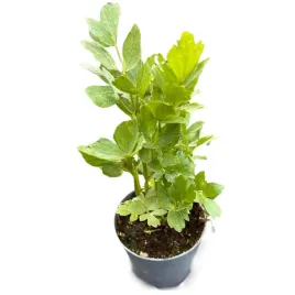 lubczyk-ogrodowy-maggi-swieza-sadzonka-w-doniczce-ziolo-do-ogrodu-przyprawa