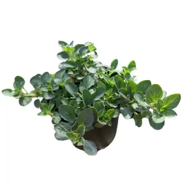 sadzonka-rozsada-oregano-drobne-w-doniczce-ziola-kuchni-ogrodu-przyprawa