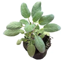 szalwia-lekarska-swieza-sadzonka-w-doniczce-ziola-do-kuchni-ogrodu-pachnaca