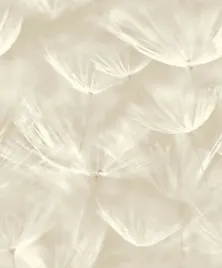 tapeta-na-sciane-winylowa-3d-duze-jasnobezowe-dmuchawce-do-salonu-sypialni