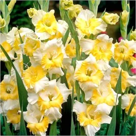 gladiolus-mieczyk-zolto-bialy-buggy-cebulki-5-szt-gratis