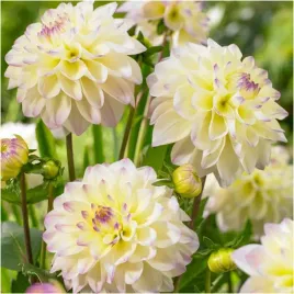 dalia-dekoracyjna-kremowa-lake-carey-sadzonki-bulwy-3-szt-gratis