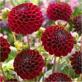 dalia-pomponowa-bordowa-natal-sadzonki-bulwy-3-szt-gratis