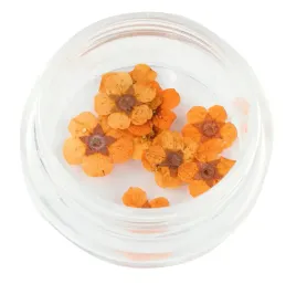 kwiatki-suszone-platki-do-zdobien-paznokci-hybryd