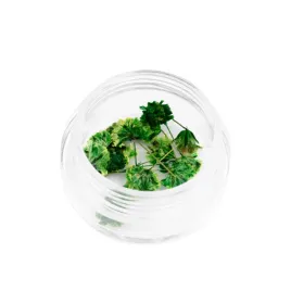 suszone-kwiatki-kwiatuszki-do-zdobien-paznokci