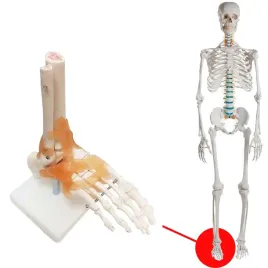 model-anatomiczny-stawu-skokowego-z-wiezadlami-stopa-szkielet-edukacyjny