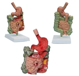 model-anatomiczny-ukladu-trawiennego-czlowieka-zoladek-jelito-przelyk