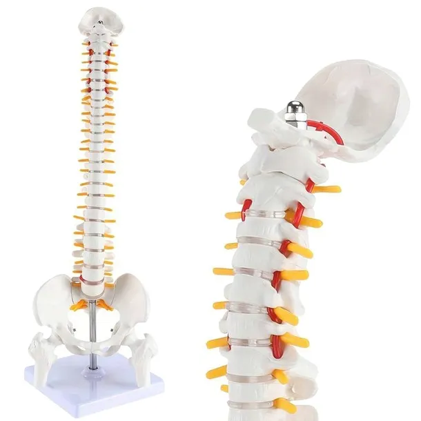 Realistyczny Trójwymiarowy Model ANATOMICZNY Kręgosłupa Człowieka Kości