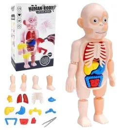 cialo-czlowieka-organy-ludzkie-model-anatomiczny-zabawka-edukacyjna-ludzik