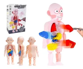 cialo-czlowieka-organy-ludzkie-model-anatomiczny-ludzkiego-ciala-do-nauki
