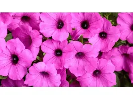 supertunia-vista-jazzberry-rozowe-kwiaty-sadzonka-p9-na-balkony-i-tarasy