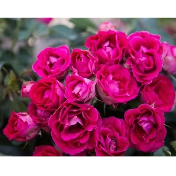 nawoz-do-roz-2-kg-siarkopol-waga-2-kg
