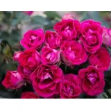 nawoz-do-roz-2-kg-siarkopol-waga-2-kg