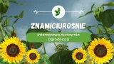 cebula-dymka-wolska-ii-025-kg-kod-producenta-znamiciurosnie-cebula-wolska