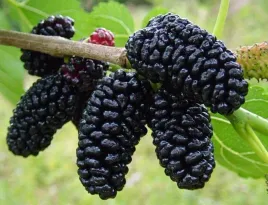 bomba-witaminowa-morwa-czarna-smak-dziecinstwa