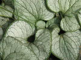 brunera-silver-heart-srebrne-liscie-bylina-do-cienia-p9