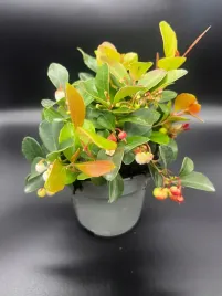 golteria-big-berry-duze-czerwone-owoce-zimozielona-roslina-w-doniczce-05l