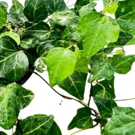 bluszcz-hedera-wonder-zielony-do-twojego-ogrodu-kompozycji-doniczka-p10-4